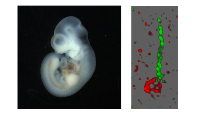 microscopic of embryo on left and cilium on right