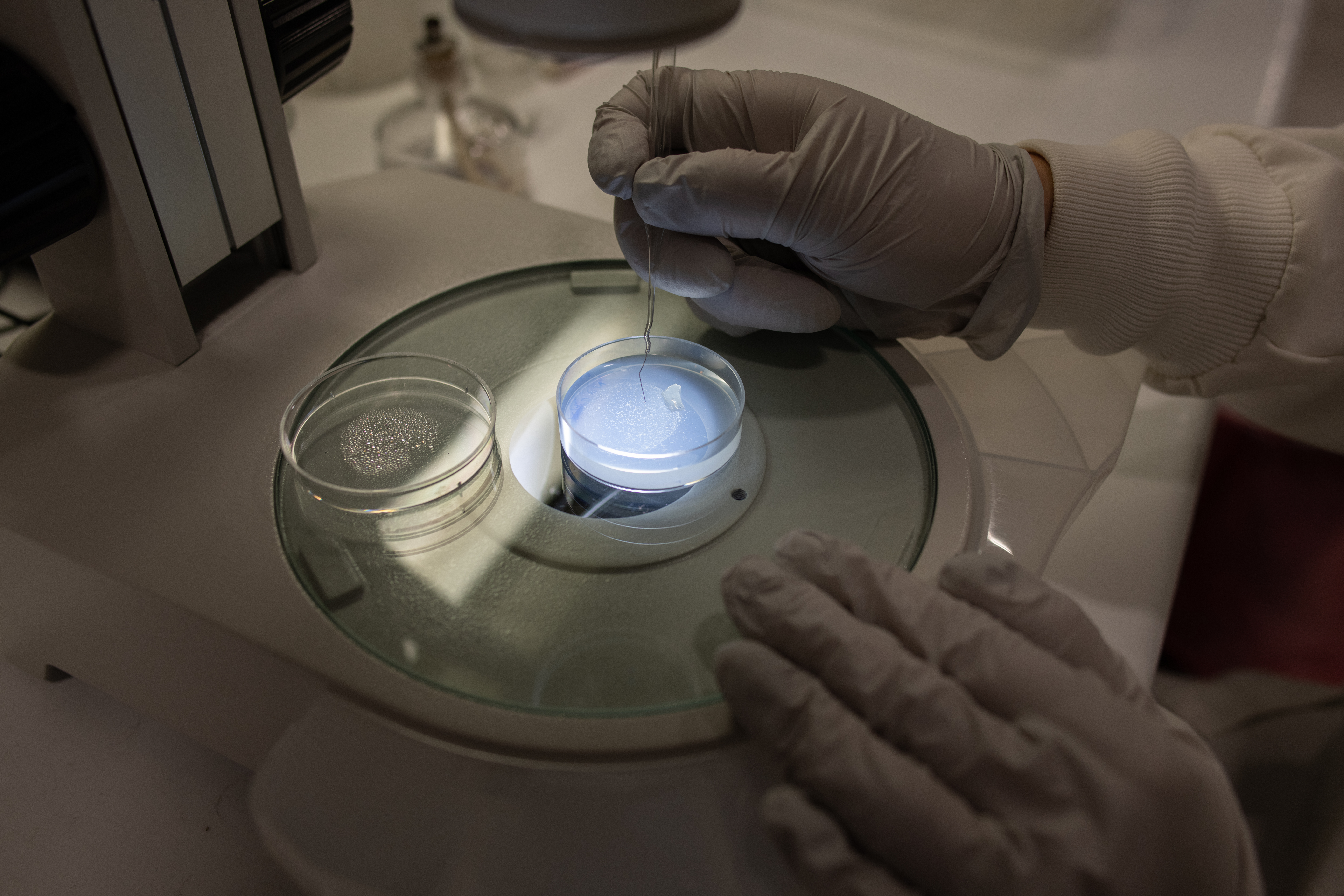 petri dish on microscope